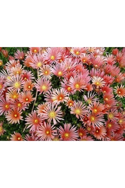 Делосперма Келаїдіс